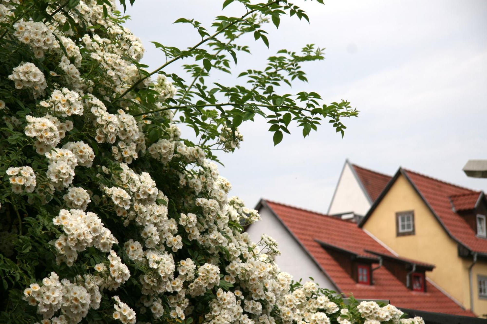 Pension Am Dom Erfurt Ngoại thất bức ảnh